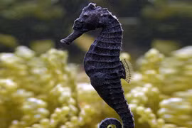 Vẻ đẹp đầy mê hoặc của những động vật có bộ lông đen tuyền 