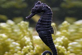 Vẻ đẹp đầy mê hoặc của những động vật có bộ lông đen tuyền 