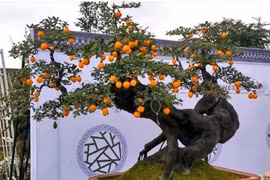 4 cây cảnh là “vật báu trăm năm” ông bà trồng cho con cháu