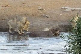 3 con sư tử bị con tê giác đang mang thai đuổi chạy “cong đuôi” 
