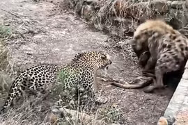 Bất cẩn, báo hoa mai đánh mất lợi thế trước linh cẩu máu lạnh