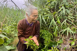 Loại rau dại xưa chả ai ngó ngàng tới nay thành đặc sản “đại bổ”