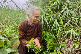 Loại rau dại xưa chả ai ngó ngàng tới nay thành đặc sản “đại bổ”