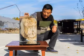 Kỳ lạ tảng đá mềm như bông, chuyên gia phán “đắt hơn vàng” 