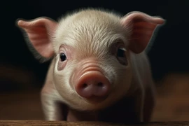 Qua Tết Trùng cửu 9/9 Âm lịch, 4 tuổi vượng tài phát lộc, giàu sang