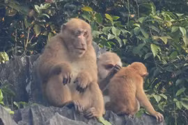 Cận cảnh đàn khỉ mốc "quý như vàng" bất ngờ xuất hiện ở Quảng Bình