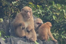 Cận cảnh đàn khỉ mốc "quý như vàng" bất ngờ xuất hiện ở Quảng Bình