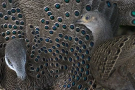 Mê mẩn loài gà “quý như vàng” của Việt Nam