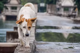 Xoắn não 5 bí ẩn khoa học muôn đời không giải mã 