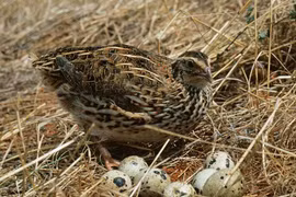 Diện kiến loài chim nhỏ bé nhưng “mắn” đẻ nhất tự nhiên