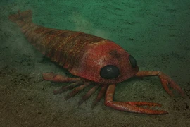 Bọ cạp biển khổng lồ đã tuyệt chủng bất ngờ xuất hiện ở Úc