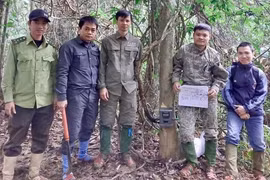 Đặt “bẫy ảnh”, bất ngờ phát hiện động vật siêu hiếm tại VQG Vũ Quang