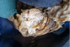 Đào trúng “súp lơ”, ai ngờ báu vật Tần Thủy Hoàng khát khao sở hữu 