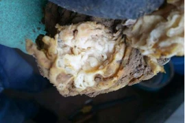 Đào trúng “súp lơ”, ai ngờ báu vật Tần Thủy Hoàng khát khao sở hữu 