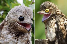 Giật mình 4 loài chim giống hệt “người ngoài hành tinh”, nhìn phát hãi 