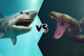Nếu cá mập Megalodon “đụng độ” trăn Titanoboa, chuyện gì sẽ xảy ra?