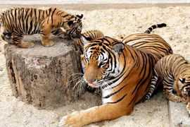 Loài hổ quý hiếm nhất thế giới ở Việt Nam: Có tên trong Sách Đỏ! 