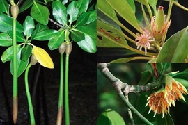 Loài cây kỳ dị nhất thế giới, sinh và nuôi con giống hệt động vật