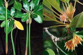 Loài cây kỳ dị nhất thế giới, sinh và nuôi con giống hệt động vật