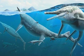 "Quái ngư” 250 triệu tuổi bất ngờ xuất hiện, lịch sử phải viết lại? 