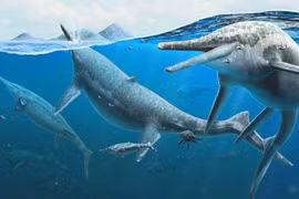 "Quái ngư” 250 triệu tuổi bất ngờ xuất hiện, lịch sử phải viết lại? 