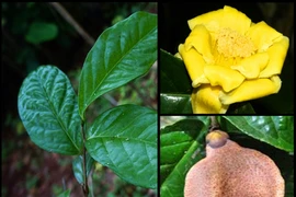 Ngắm loài cây “quý như vàng” ở Việt Nam: Nằm trong Sách Đỏ thế giới! 
