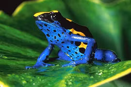 "Sát thủ” động vật hàng đầu trong rừng Amazon: Bất ngờ trùm cuối