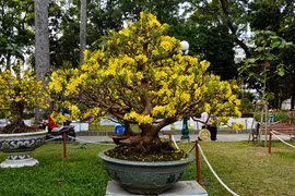 Chiêm ngưỡng những tác phẩm đặc sắc ở hội hoa xuân 2023 tại TP.HCM