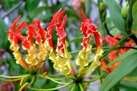 Mê mẩn 8 loài hoa đắt đỏ nhất hành tinh: Số 1 “vô giá“! 