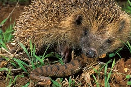 Thót tim những loài động vật xơi tái rắn độc dễ như... “ăn kẹo"