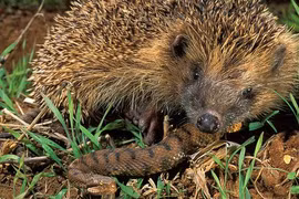 Thót tim những loài động vật xơi tái rắn độc dễ như... “ăn kẹo"