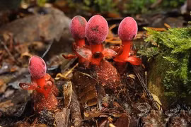 Loài cây vừa lạ vừa hiếm, đại gia Việt ráo riết săn lùng 