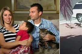 Video: ‘Anh hùng’ mèo ra tay ‘tẩn’ chó dữ, giải cứu cậu chủ ngoạn mục