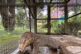 Kỳ đà khổng lồ đi lạc ở Khánh Hoà: Loài cực hiếm!