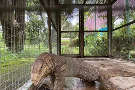 Kỳ đà khổng lồ đi lạc ở Khánh Hoà: Loài cực hiếm!