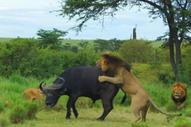 Video: Trâu rừng giành chiến thắng khó tin trong cuộc chiến với bầy sư tử