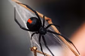 Top động vật tàn nhẫn máu lạnh nhất hành tinh, chớ dại “cà khịa“