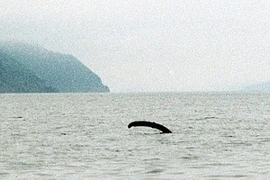 Nóng: Sắp tìm ra quái vật hồ Loch Ness nhờ thiết bị siêu đẳng này?