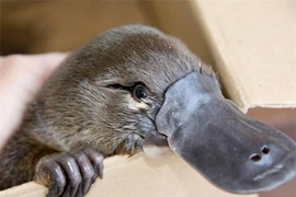 Kinh ngạc những động vật chỉ sống tốt nếu "cách ly xã hội" 