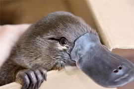 Kinh ngạc những động vật chỉ sống tốt nếu "cách ly xã hội" 