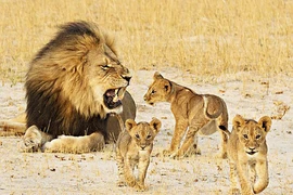 Giật mình loạt "ông bố" sẵn sàng ăn thịt con trong thế giới động vật