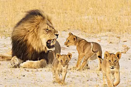 Giật mình loạt "ông bố" sẵn sàng ăn thịt con trong thế giới động vật