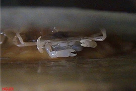 Cận cảnh loài cua đậu đặc biệt mới phát hiện ở Việt Nam