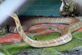 Tận mục rắn hổ chúa khổng lồ trong trại rắn nổi tiếng Việt Nam 