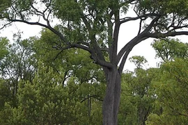 “Mắt chữ A miệng chữ O” với loài cây mọc ra... vàng thật