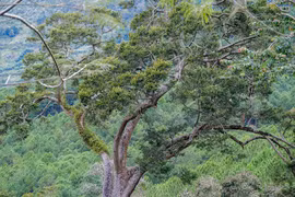 Loài Du sam đá vôi quý hiếm sao Việt Nam bảo tồn gấp? 