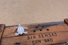 8 động vật bạch tạng quý hiếm nhất hành tinh: Việt Nam cũng góp mặt! 