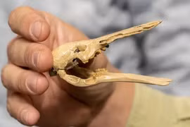 Phát hiện hóa thạch “tổ tiên” thú mỏ vịt: Sách giáo khoa phải viết lại? 