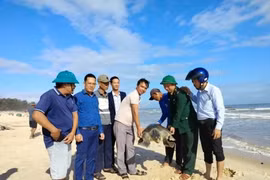 Rùa biển cổ đại cực hiếm mắc lưới ngư dân