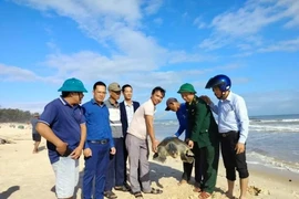 Rùa biển cổ đại cực hiếm mắc lưới ngư dân